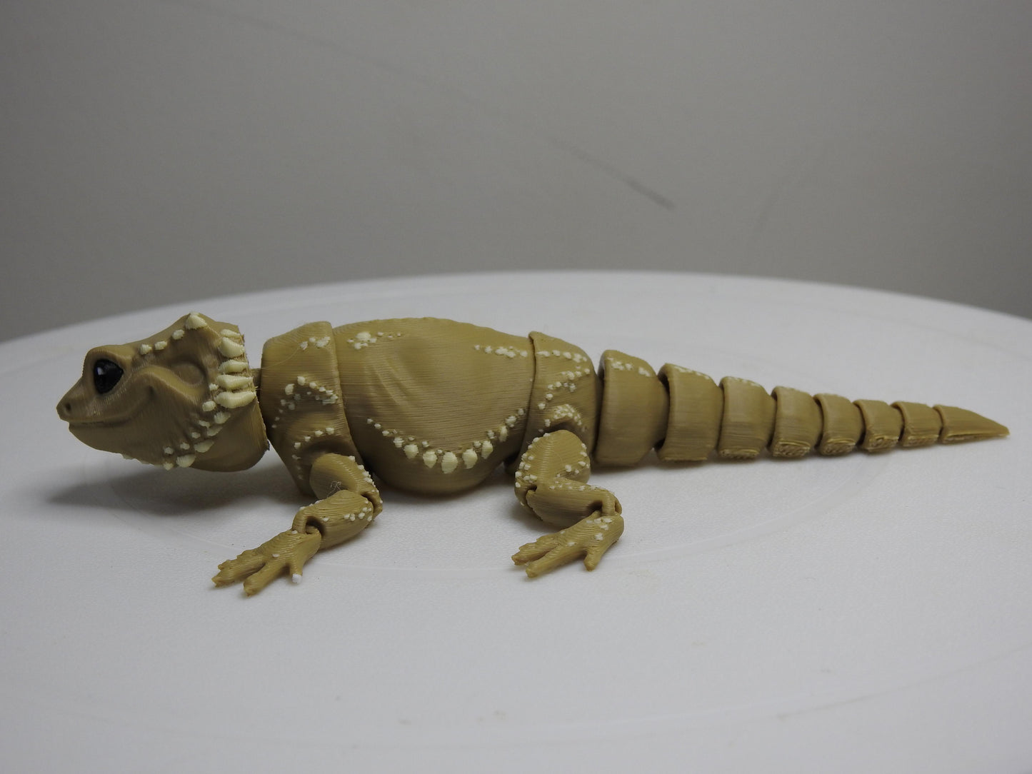 Beardie Dragon