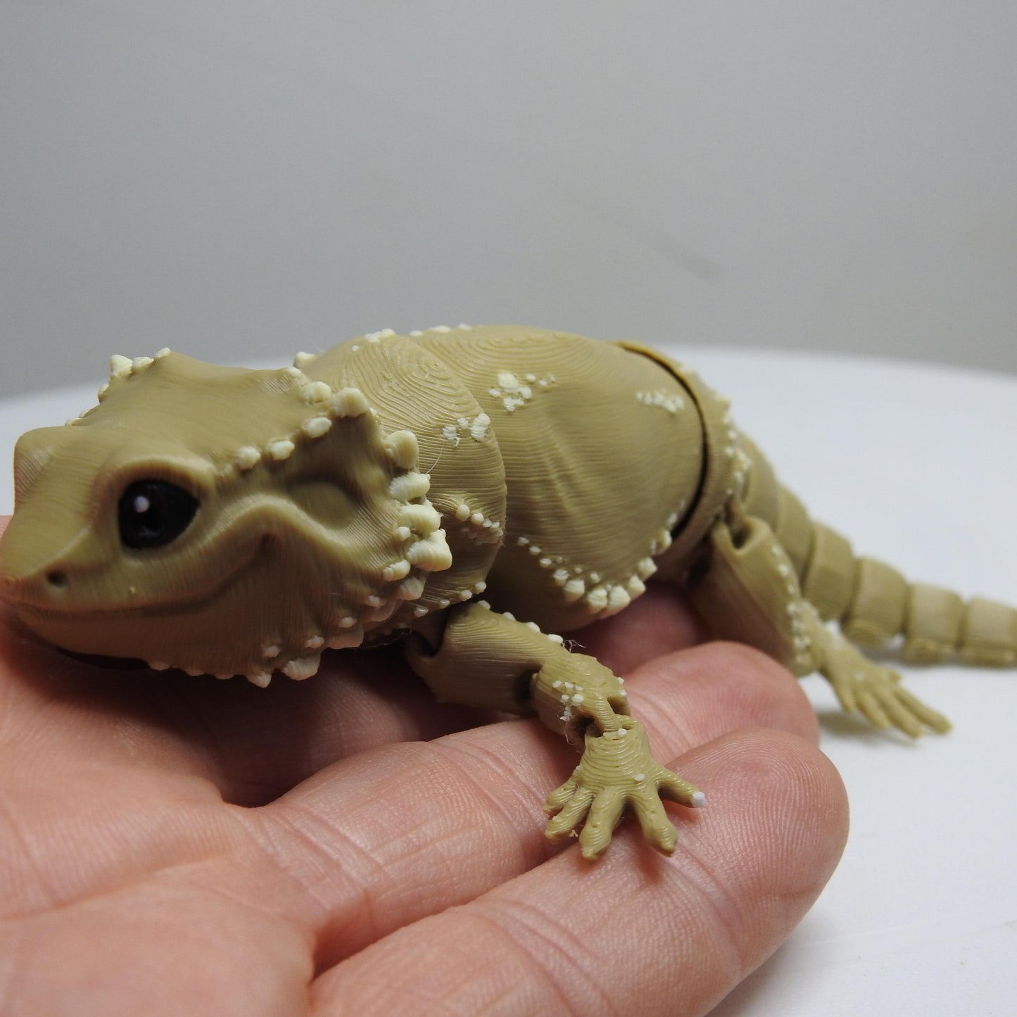 Beardie Dragon