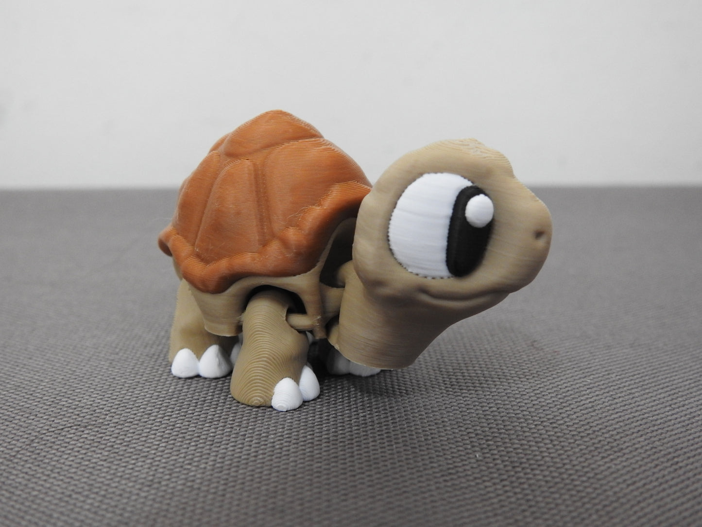 Cute Tortoise
