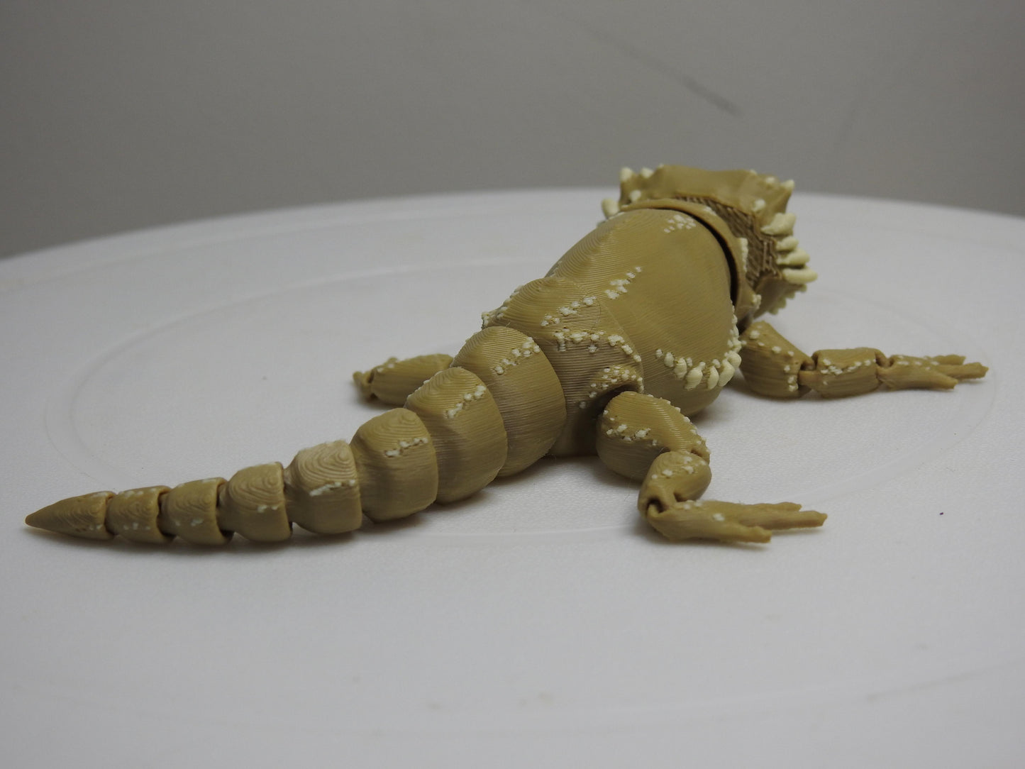 Beardie Dragon