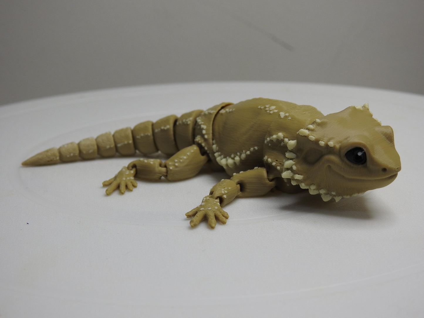 Beardie Dragon