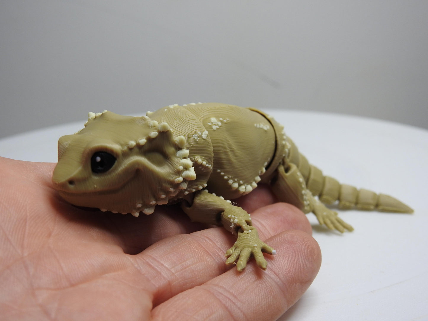 Beardie Dragon