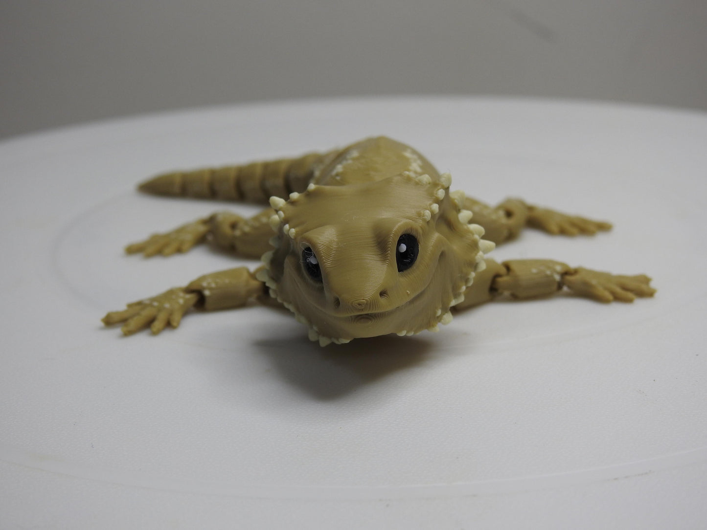 Beardie Dragon