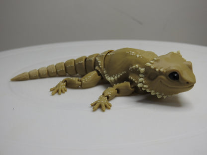 Beardie Dragon